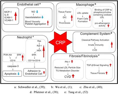 Frontiers | The Clinical Significance And Potential Role Of C-Reactive ...